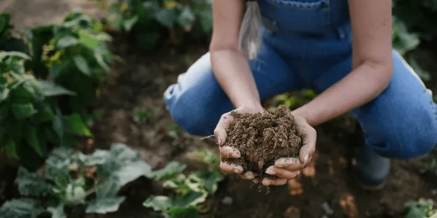 Imagen ilustrativa de Suelos organicos en Buin